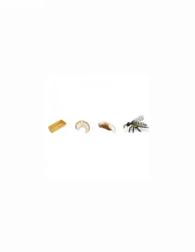 Safari Ltd. - Životný cyklus - Včela
