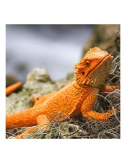 Safari Ltd. - Figúrka - Agama fúzatá