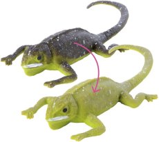 Jašterica meniaca farbu