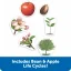 Learning Resources | Velký magneticky životní cyklus  | Rostlina