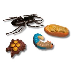 ANIMAL LIFE - Životný cyklus - Roháč