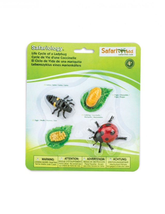 Safari Ltd. - Životní cyklus - Beruška