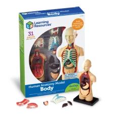Learning Resources | Model ľudského tela | Ĺudské orgány