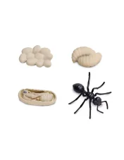 Safari Ltd. - Životní cyklus - Mravenec