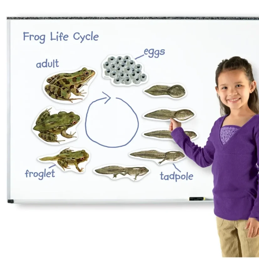 Learning Resources | Veľký magneticky životný cyklus | Žaba