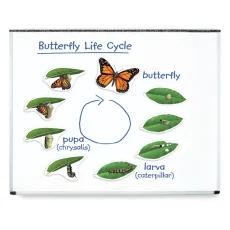 Learning Resources | Velký magneticky životní cyklus  | Motýl