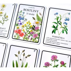 Výukové karty ROSTLINY