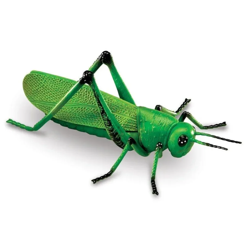 Learning Resources | Jumbo Insects