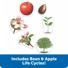 Learning Resources | Velký magneticky životní cyklus | Rostlina