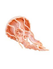 Safari Ltd. - Figúrka - Medúza