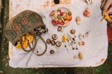 GRAPAT | MUSHROOM GROVE